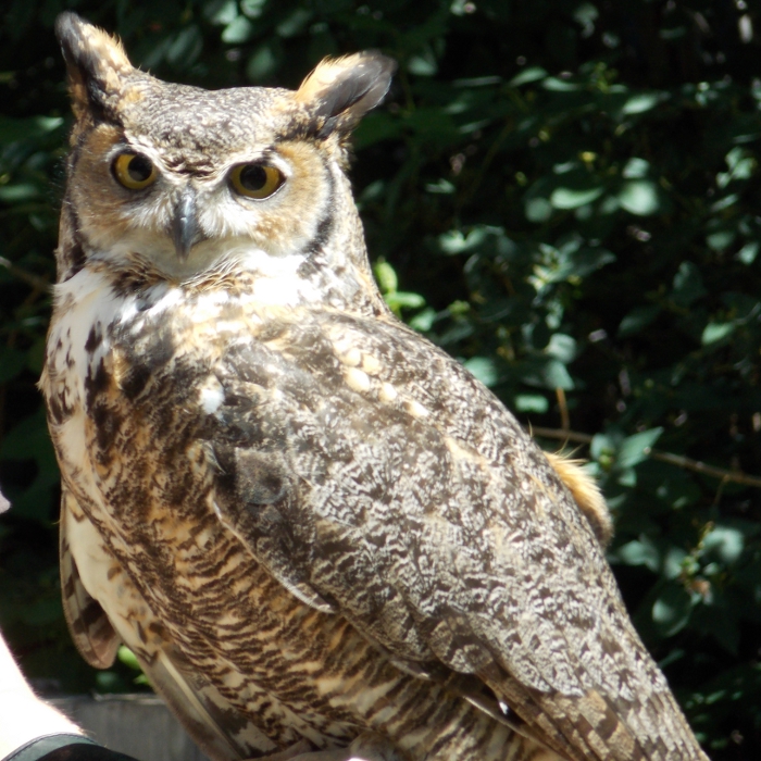 Teasdale the Great-Horned Owl