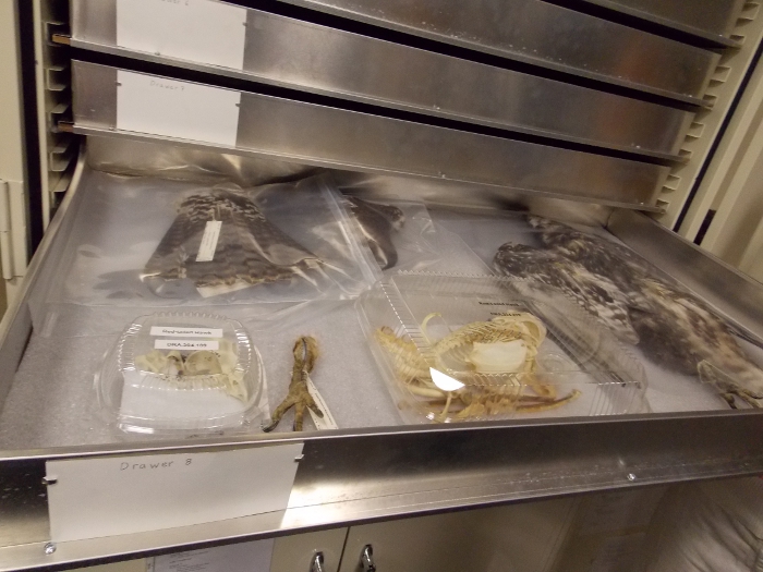 Bird bones in takeaway boxes