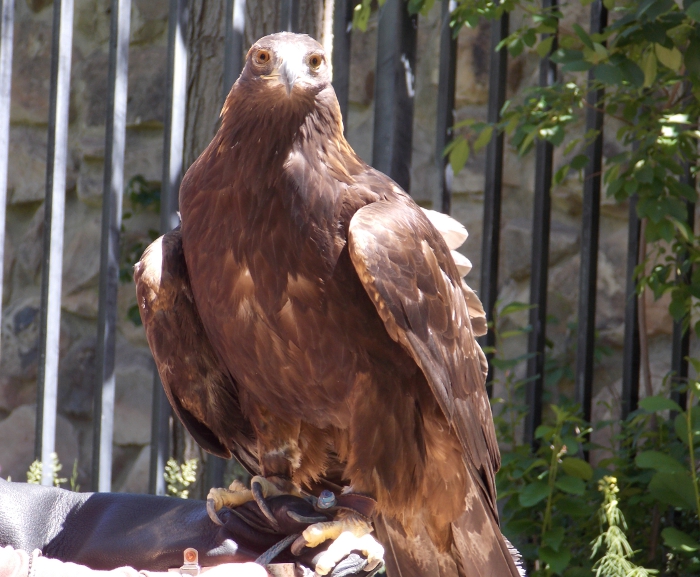 Kateri the golden eagle