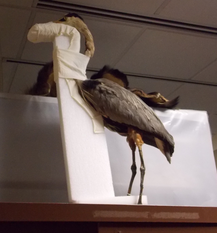 Heron taxidermy