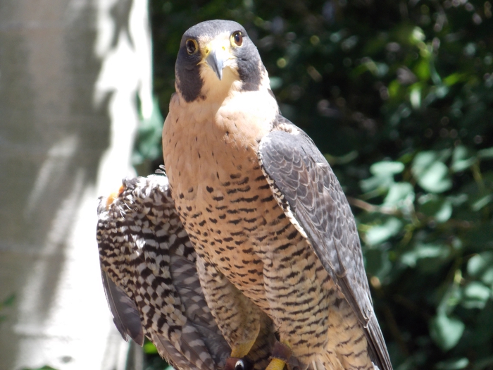Hayabusa the peregrine falcon