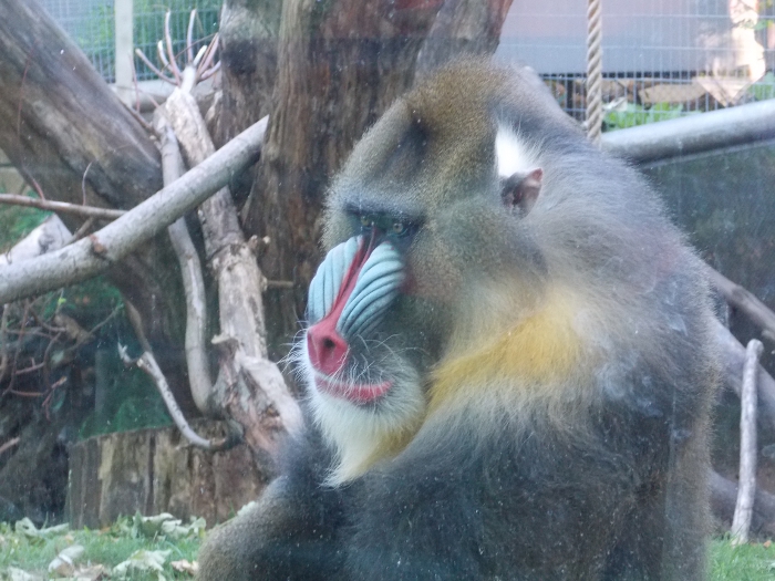 Mandrill