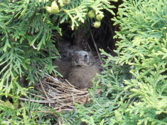 Baby birds