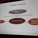 Protein turnover