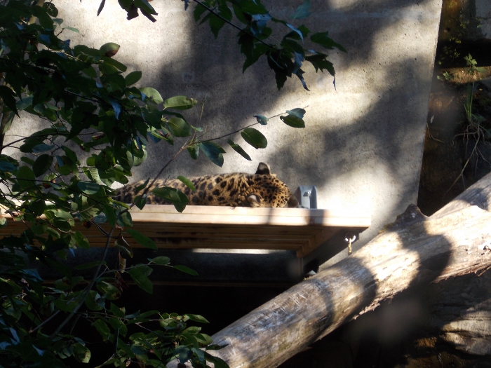 Sleepy Amur leopard