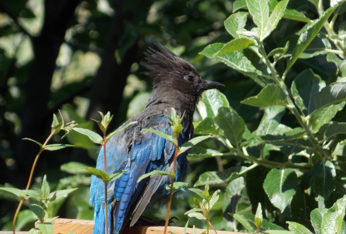 Steller's Jay sunbathing