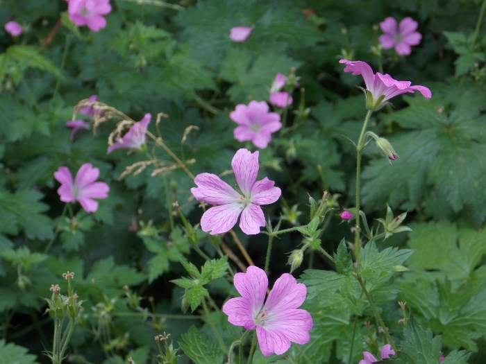 Wildflowers