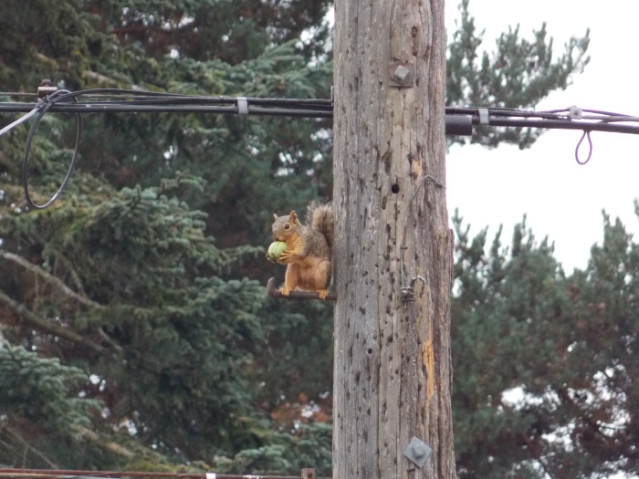 Squirrel on a power pole