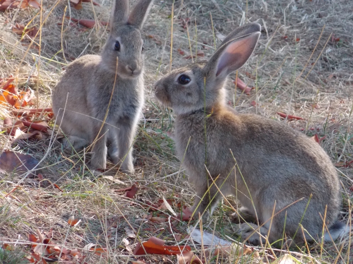 BUNNIES!!!!!