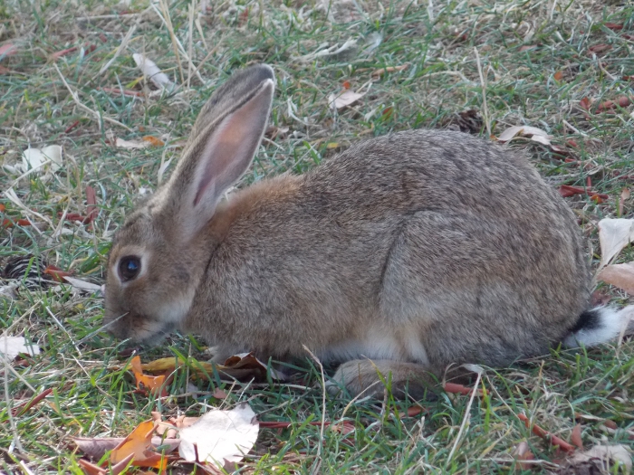 Bunny nibbles