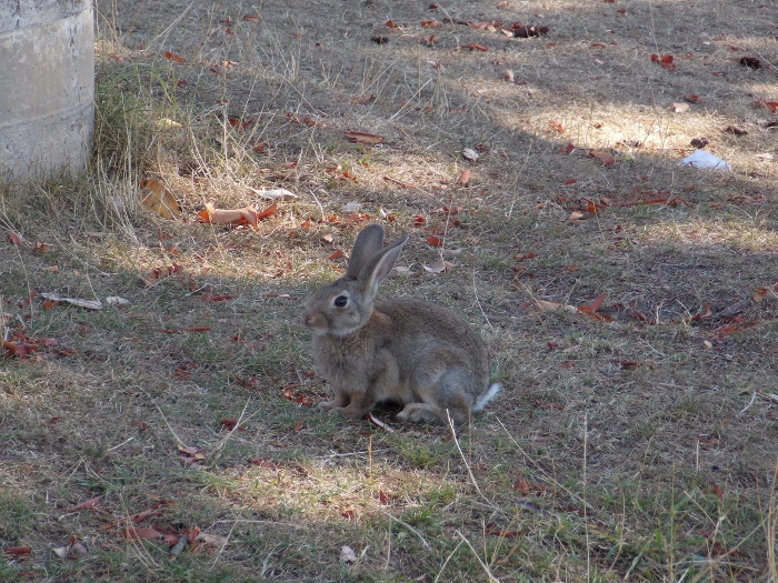 Little Bitty Bun Bun