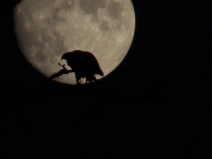 Osprey Under The Full Moon