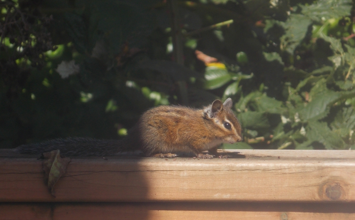 Chipmunk