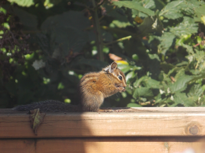 Chipmunk Eating