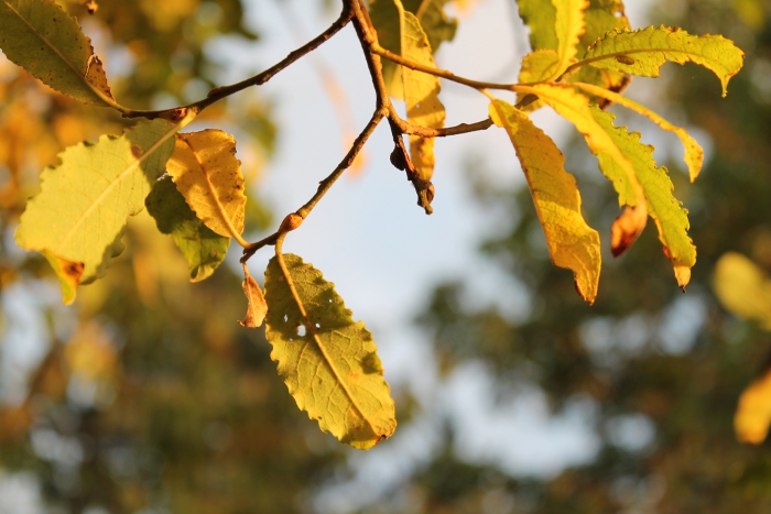 Leaves