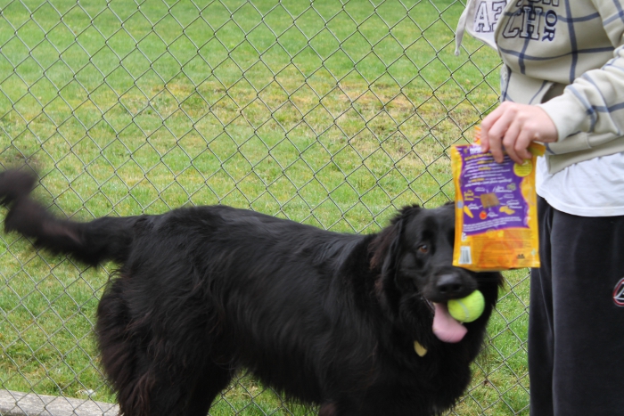 Bob With Toys And Treats