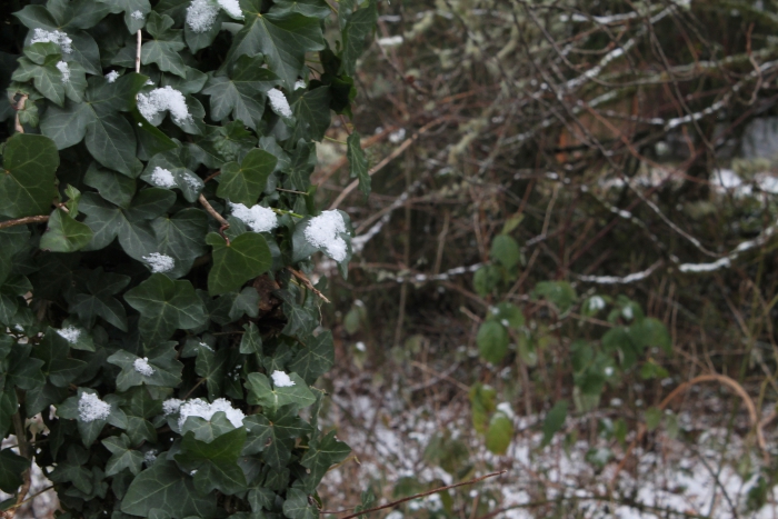 Snow-Covered Ivy