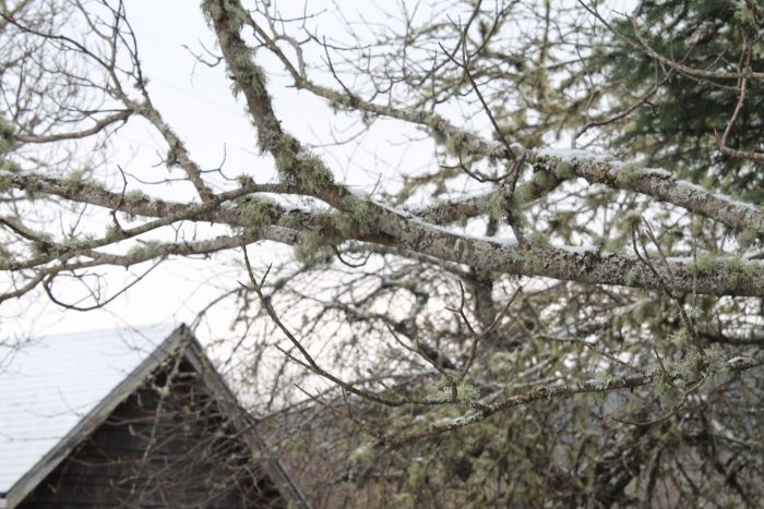 Snowy Branches