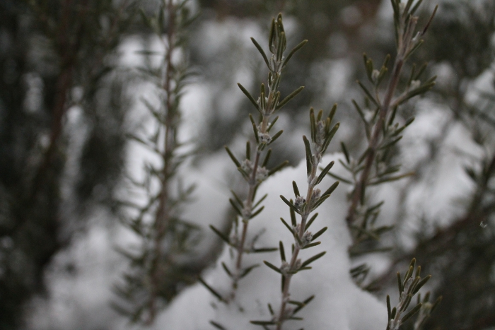 Clumps of snow