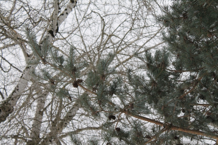 Pine cones