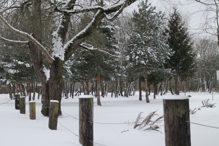 Snowy St. Johns