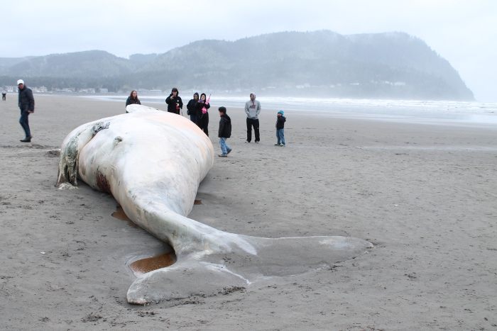 Dead whale in Seaside