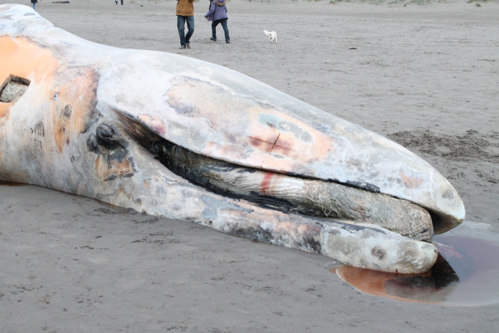 Sad whale photo